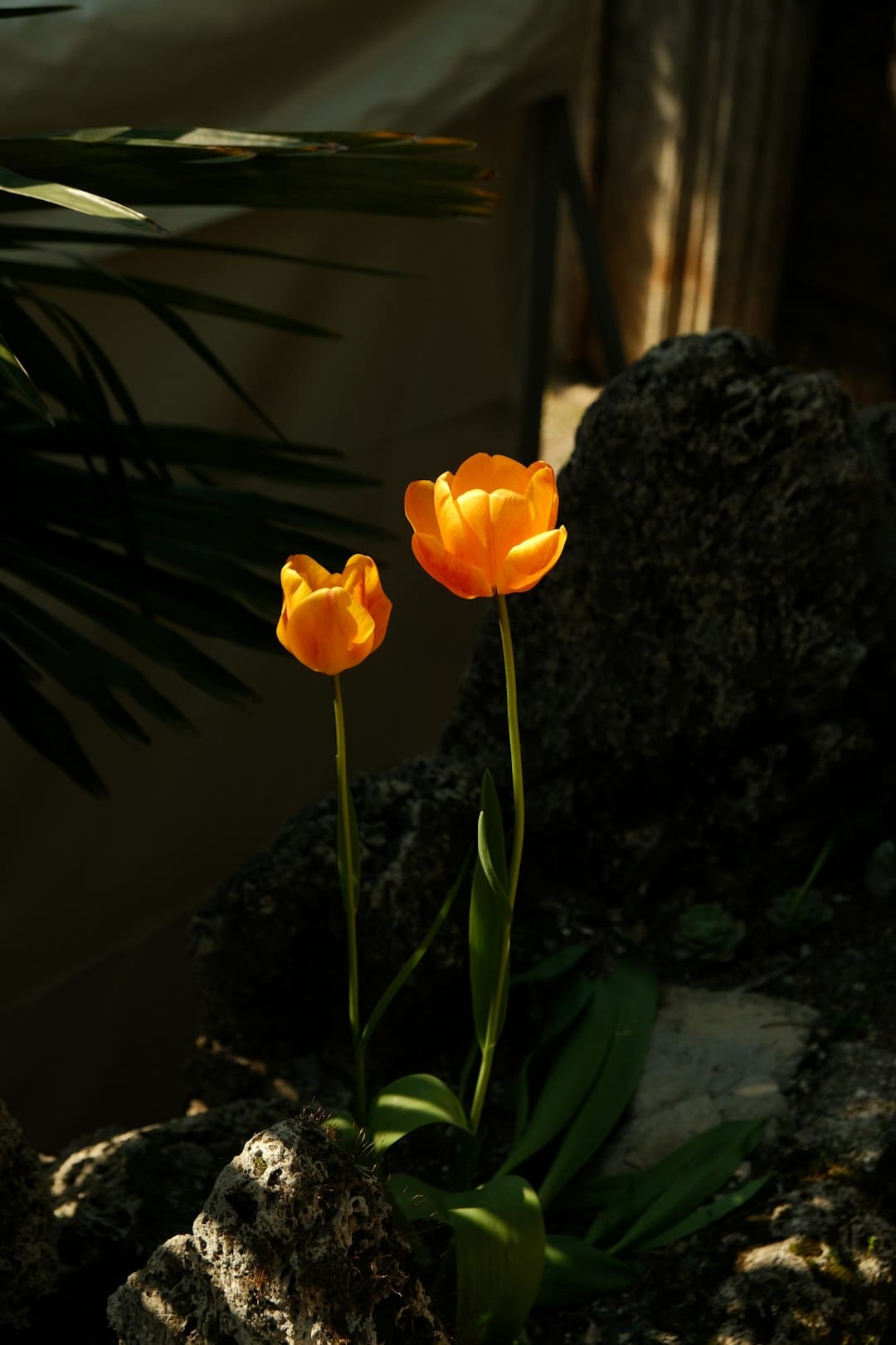 华新精科（603370.SH）今日在上交所上市